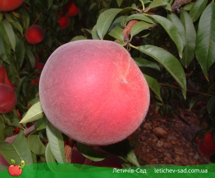 Монтар