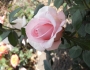 Фламинго (Flamingo) 